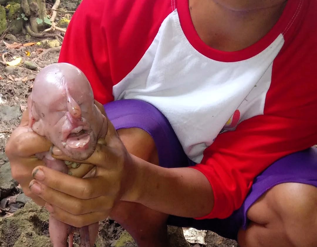 A pig in the Philippines gave birth to a ‘human-like’ piglet that cried like a baby. The rare deformity shocked locals but was linked to a birth defect.