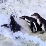 Playful penguins at Newquay Zoo turned pool cleaning into a Total Wipeout-style game, diving into water jets for fun. Even the keepers couldn’t stop laughing!