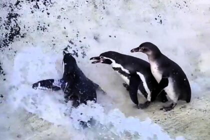 Playful penguins at Newquay Zoo turned pool cleaning into a Total Wipeout-style game, diving into water jets for fun. Even the keepers couldn’t stop laughing!