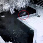 Raccoon escapes pool mishap in Houston as a homeowner steps in to help. Viral video captures the dramatic moment and sparks debate on the raccoon’s intentions.