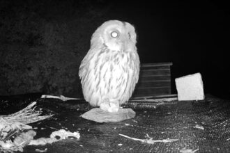A rescued Tawny owl named Tiberius visits his savior, Mark Foden, nightly to say thanks after being nursed back to health, captured on Ring camera in Plymouth.