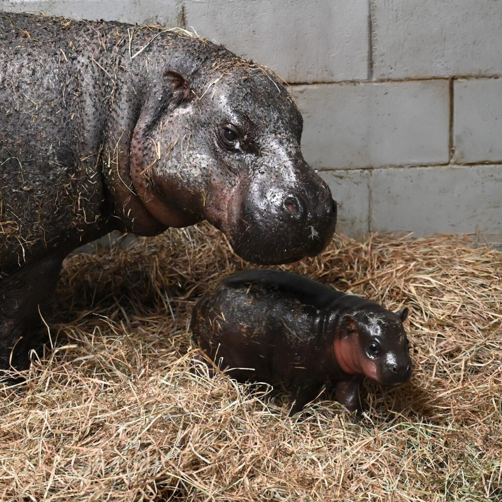 Endangered pygmy hippo born at Metro Richmond Zoo named Poppy after 116,000 votes worldwide. The playful calf joins her mother Iris, delighting visitors and raising awareness.