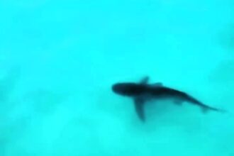 A bull shark was spotted near Cancun's Chac Mool beach, drawing attention as it swam close to shore. Experts say shark sightings in the area are normal during breeding season.