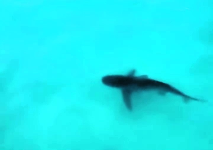 A bull shark was spotted near Cancun's Chac Mool beach, drawing attention as it swam close to shore. Experts say shark sightings in the area are normal during breeding season.