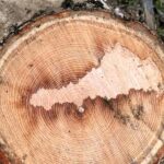 A Cornishman chopping firewood discovered a stunning map of Cornwall inside a piece of ash. Now preserved, it’s set to become a unique home display in Mevagissey.