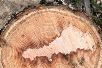 A Cornishman chopping firewood discovered a stunning map of Cornwall inside a piece of ash. Now preserved, it’s set to become a unique home display in Mevagissey.