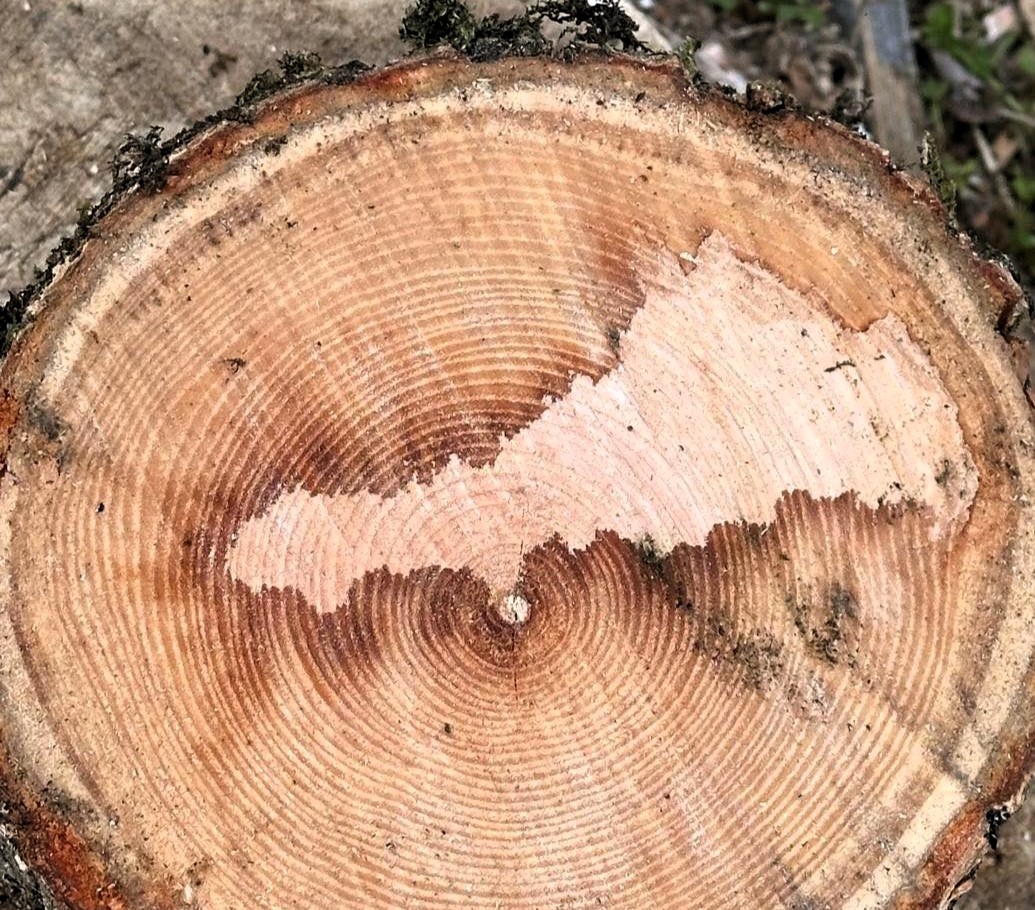 A Cornishman chopping firewood discovered a stunning map of Cornwall inside a piece of ash. Now preserved, it’s set to become a unique home display in Mevagissey.