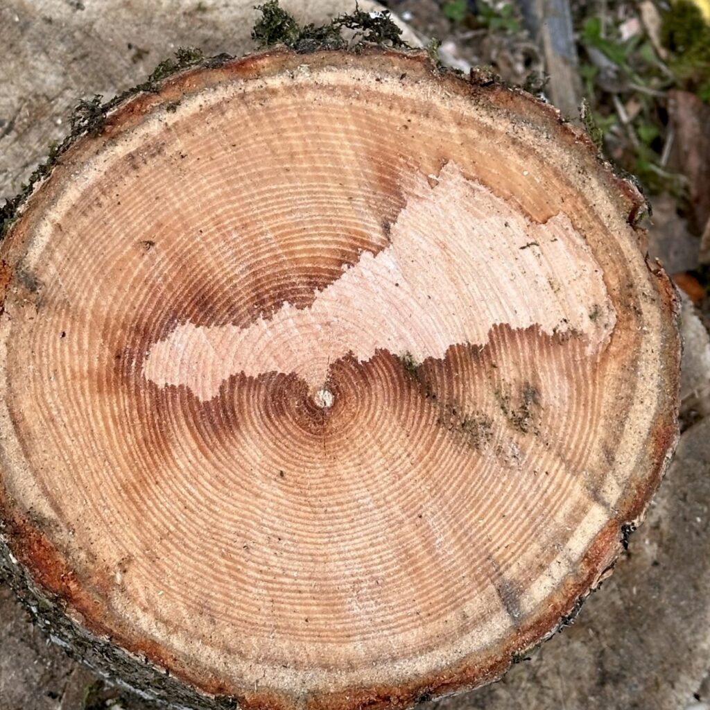 A Cornishman chopping firewood discovered a stunning map of Cornwall inside a piece of ash. Now preserved, it’s set to become a unique home display in Mevagissey.