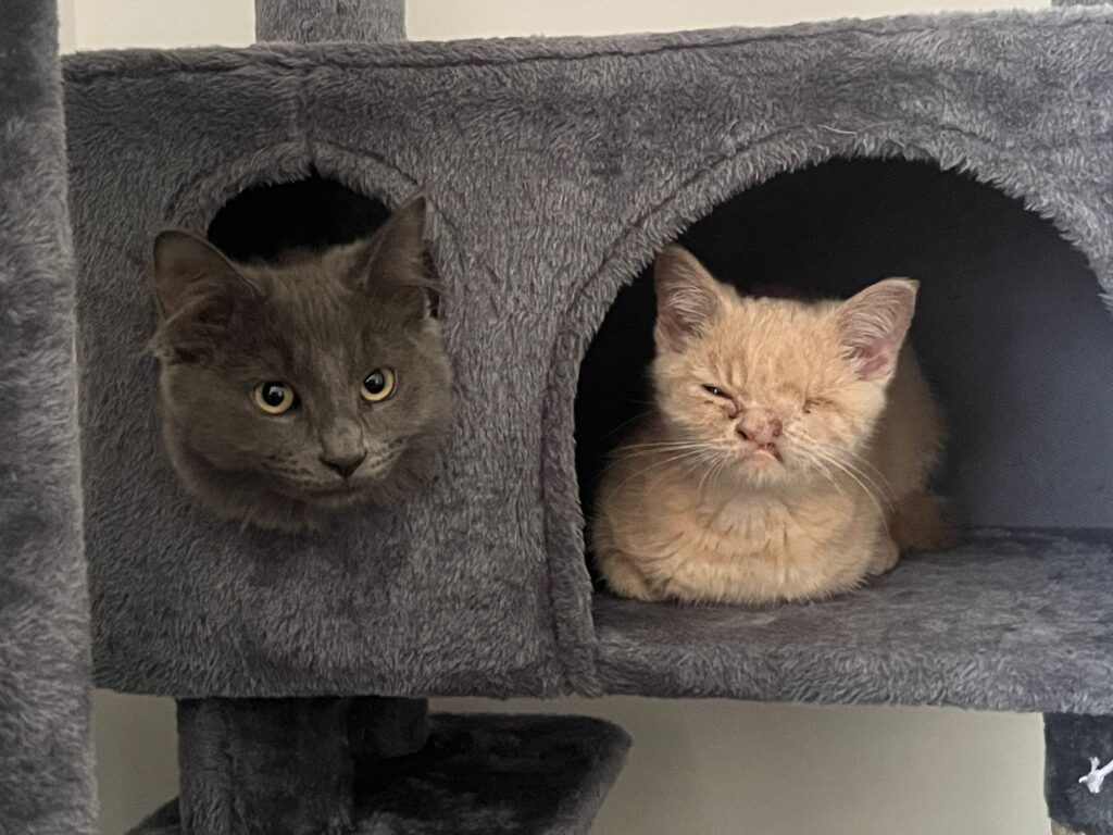 Tiny one-eyed kitten with a cleft lip and half a nose finds love in a new home with caring owners and fellow rescue cats, living happily on a Suffolk farm.