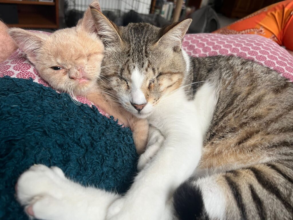 Tiny one-eyed kitten with a cleft lip and half a nose finds love in a new home with caring owners and fellow rescue cats, living happily on a Suffolk farm.