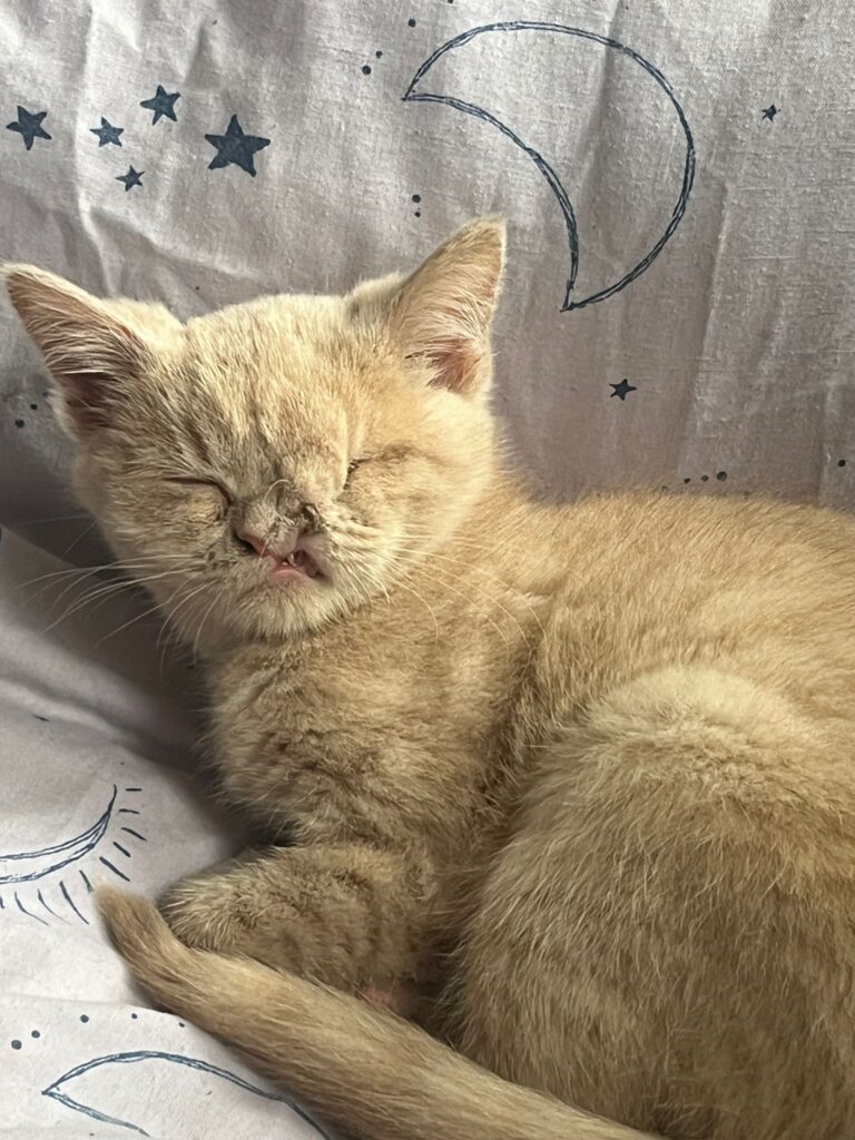 Tiny one-eyed kitten with a cleft lip and half a nose finds love in a new home with caring owners and fellow rescue cats, living happily on a Suffolk farm.