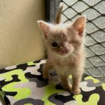 Tiny one-eyed kitten with a cleft lip and half a nose finds love in a new home with caring owners and fellow rescue cats, living happily on a Suffolk farm.