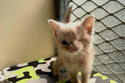 Tiny one-eyed kitten with a cleft lip and half a nose finds love in a new home with caring owners and fellow rescue cats, living happily on a Suffolk farm.