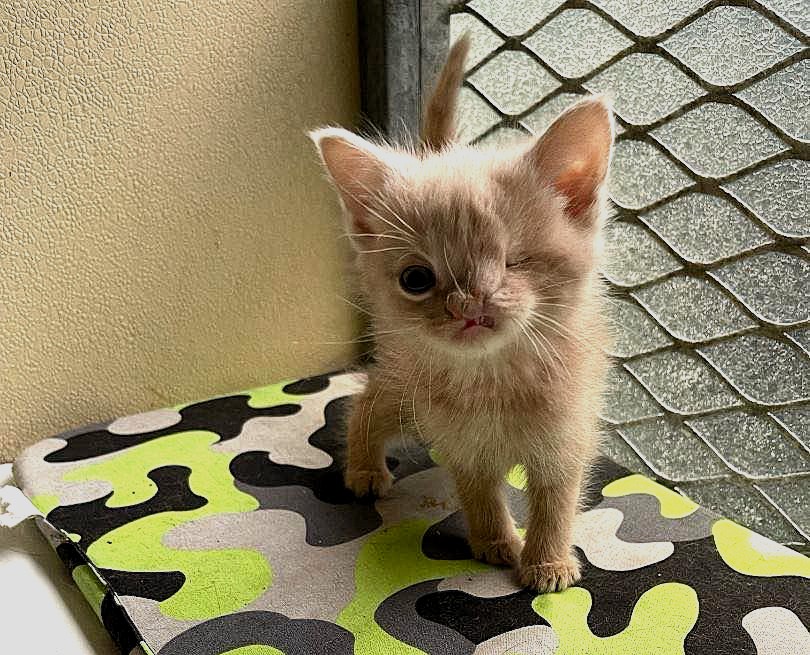 Tiny one-eyed kitten with a cleft lip and half a nose finds love in a new home with caring owners and fellow rescue cats, living happily on a Suffolk farm.