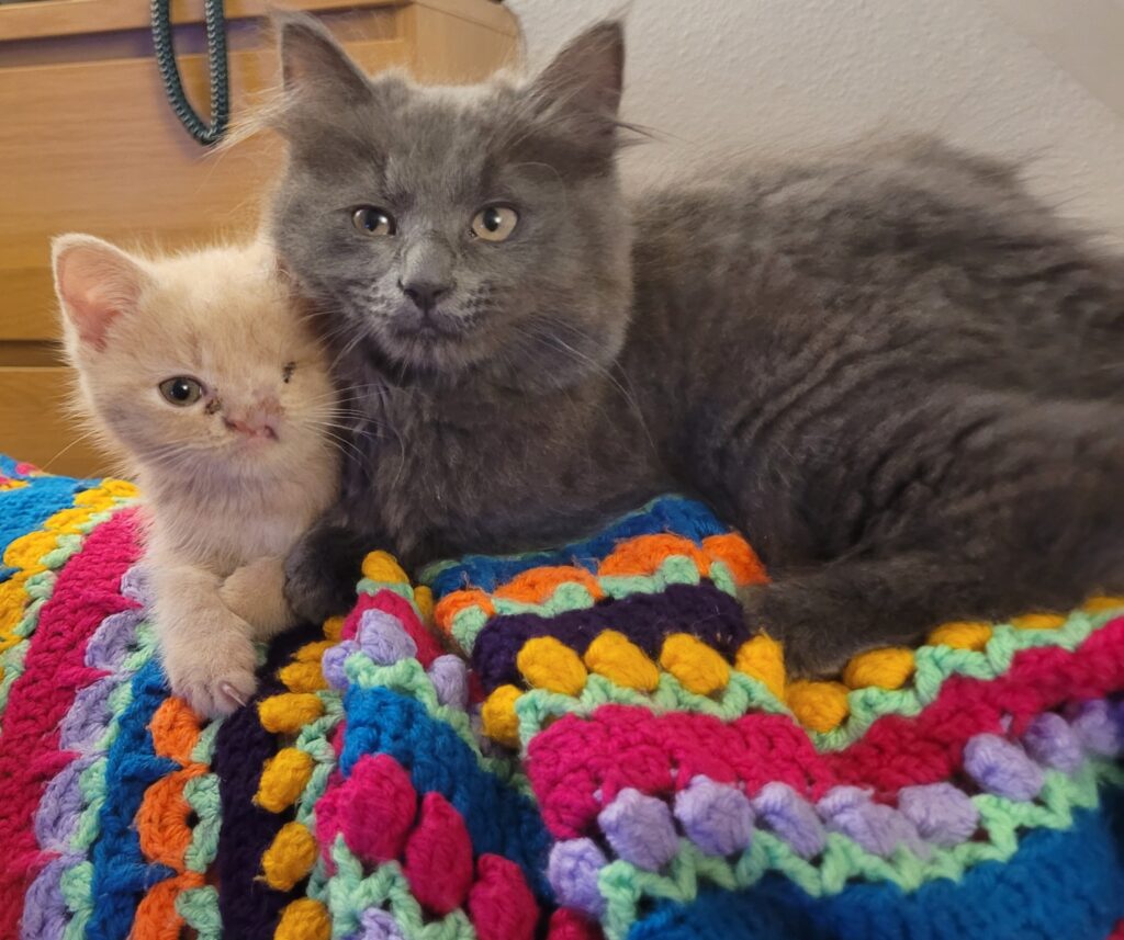 Tiny one-eyed kitten with a cleft lip and half a nose finds love in a new home with caring owners and fellow rescue cats, living happily on a Suffolk farm.