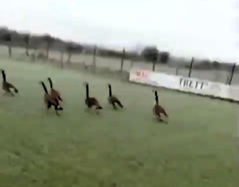 A non-league football match in Newcastle was abandoned after geese invaded the pitch, leaving it covered in droppings. West Allotment Celtic FC is now selling geese-themed merchandise to recover lost revenue.