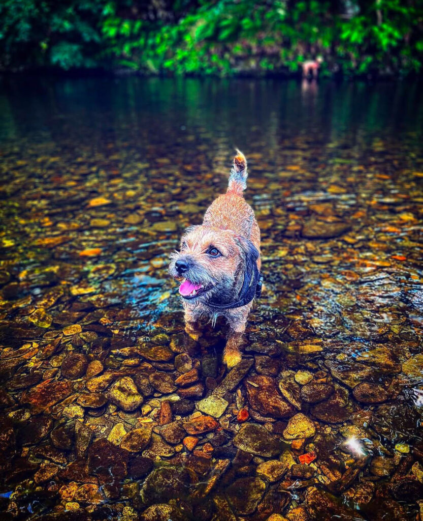 A devoted dog owner spends £500 a month on his Border Terrier, Bruce, including holidays abroad, £160 grooming sessions, and an £800 birthday party, calling him his "pride and joy."