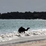 A camel enjoys a refreshing dip during a heat wave in Oman, delighting millions online as it playfully rolls in the waves in a viral video.