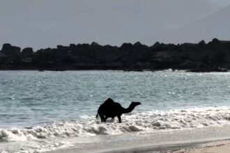 A camel enjoys a refreshing dip during a heat wave in Oman, delighting millions online as it playfully rolls in the waves in a viral video.