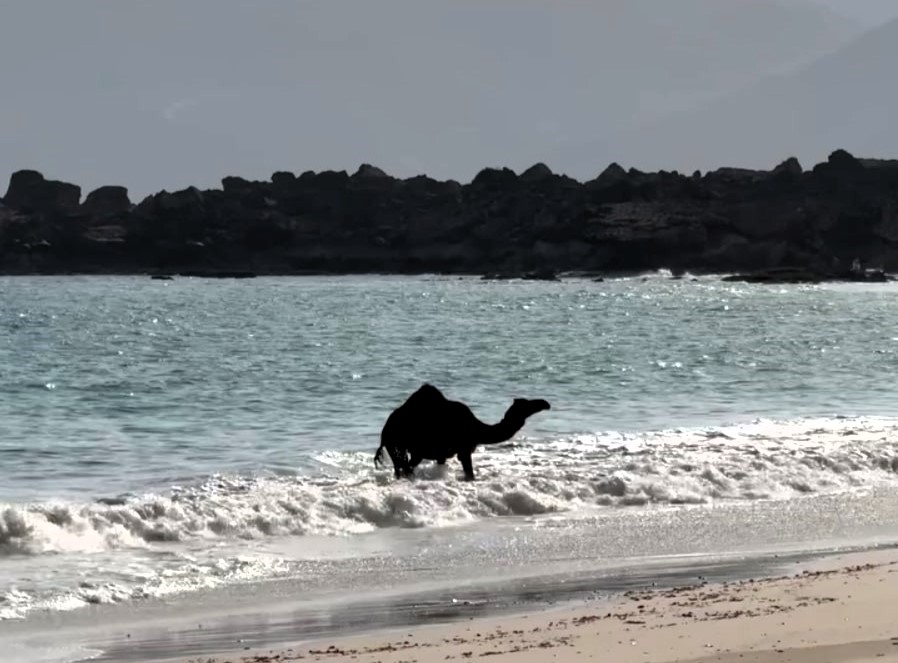 A camel enjoys a refreshing dip during a heat wave in Oman, delighting millions online as it playfully rolls in the waves in a viral video.