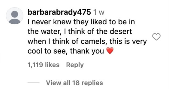 Social media comment on the post of A camel enjoys a refreshing dip during a heat wave in Oman, delighting millions online as it playfully rolls in the waves in a viral video.