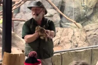 A zookeeper’s prank at Rainforest Zoo went viral after he tricked guests into thinking a ferret sprayed them with pee, leaving visitors in shock before bursting into laughter.