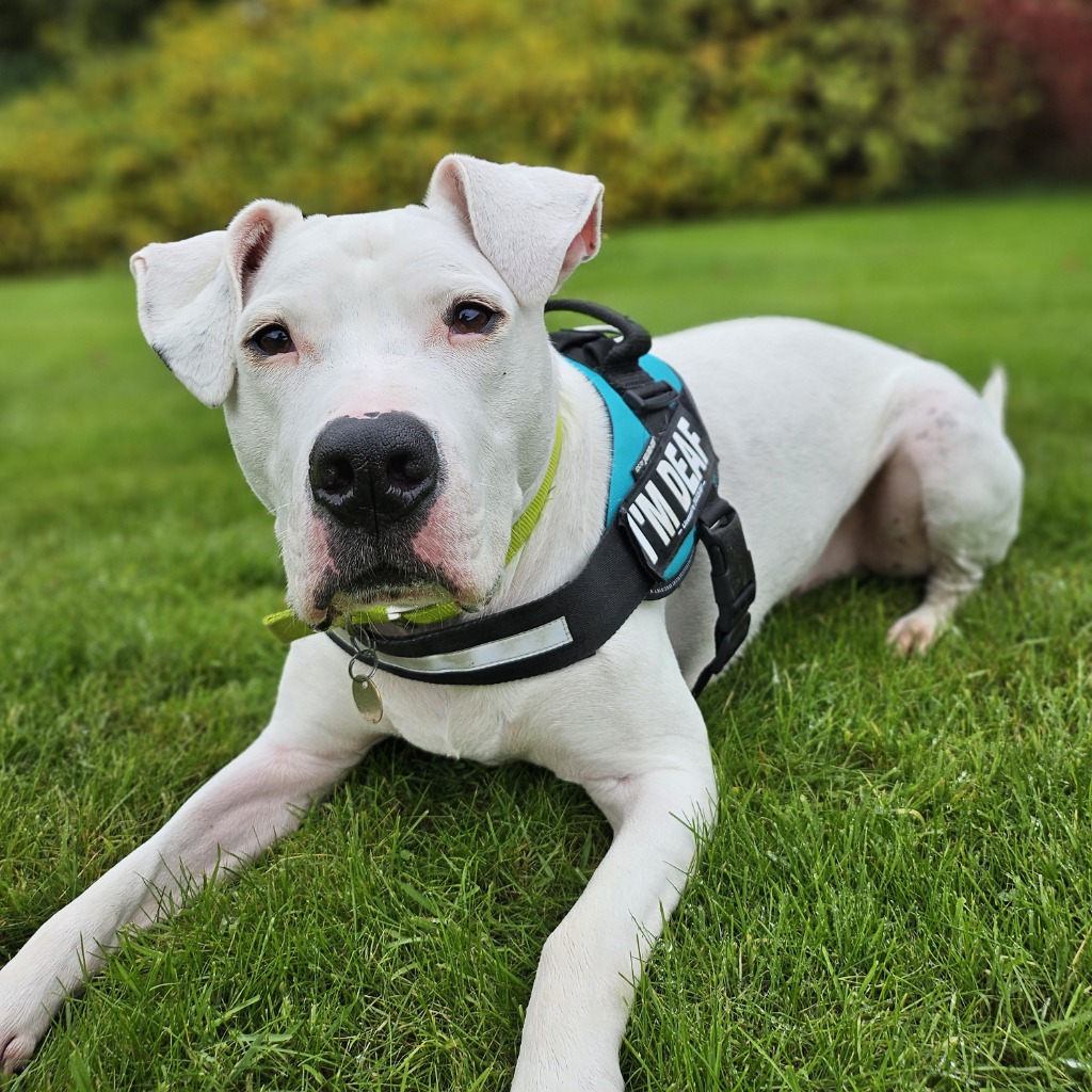 A deaf rescue dog learns sign language to find a loving home. After mastering eight commands, Reggie hopes to impress a new owner and start a fresh chapter in life.