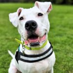 A deaf rescue dog learns sign language to find a loving home. After mastering eight commands, Reggie hopes to impress a new owner and start a fresh chapter in life.