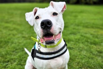 A deaf rescue dog learns sign language to find a loving home. After mastering eight commands, Reggie hopes to impress a new owner and start a fresh chapter in life.