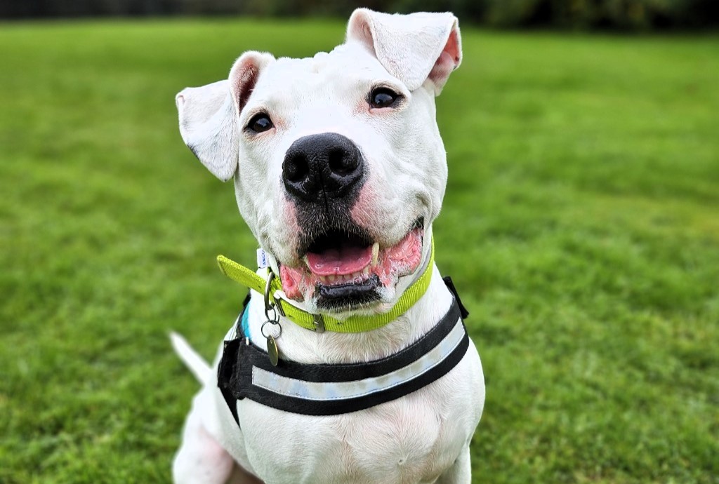 A deaf rescue dog learns sign language to find a loving home. After mastering eight commands, Reggie hopes to impress a new owner and start a fresh chapter in life.