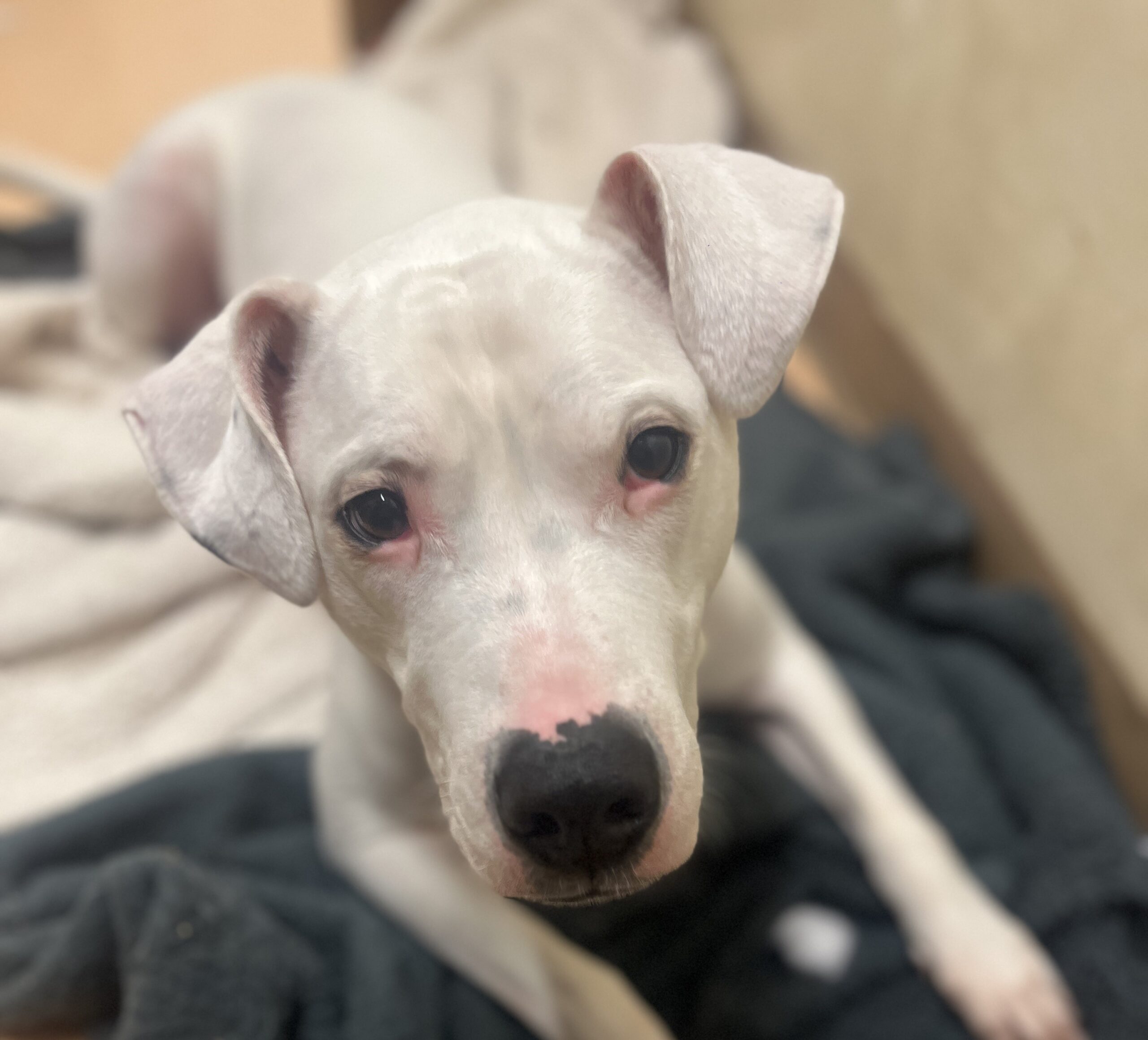 A deaf rescue dog learns sign language to find a loving home. After mastering eight commands, Reggie hopes to impress a new owner and start a fresh chapter in life.