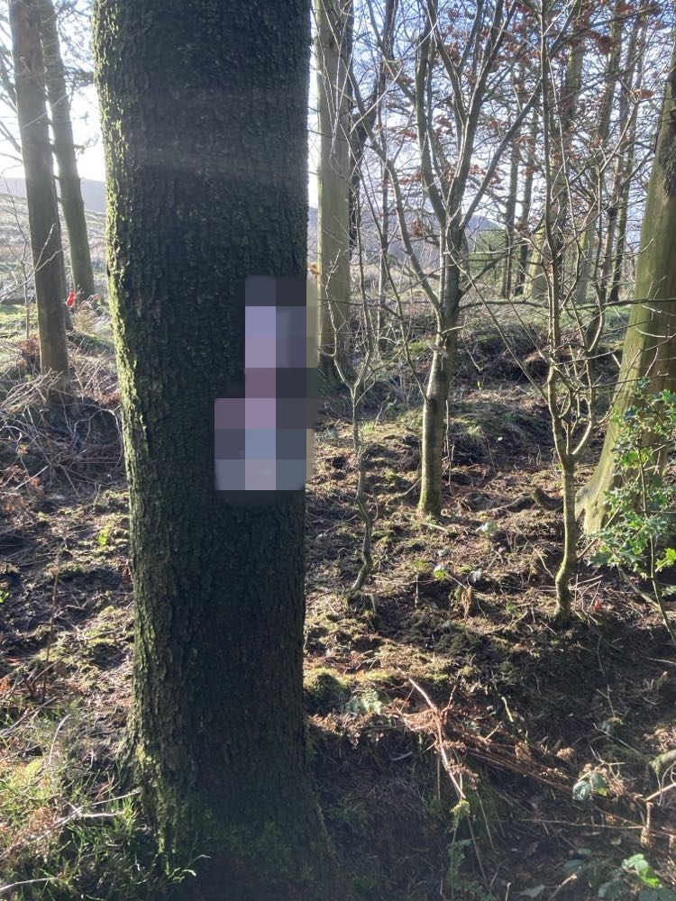 A couple was left stunned after discovering explicit photos nailed to a tree in a family-friendly woodland, sparking shock and confusion during their afternoon stroll.