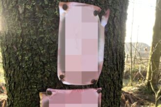 A couple was left stunned after discovering explicit photos nailed to a tree in a family-friendly woodland, sparking shock and confusion during their afternoon stroll.