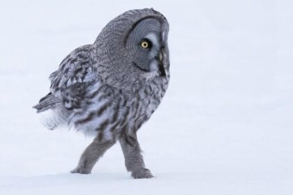 A great grey owl struts across the snow like a human in stunning photos captured in Finland, leaving social media users both amused and amazed.