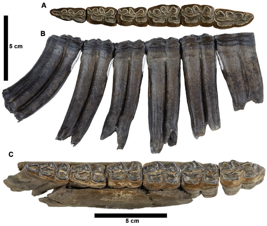 Divers in Florida discovered 500,000-year-old fossils of ancient horses, sloths, and armadillos in a sinkhole. The rare find offers insight into the Pleistocene era.