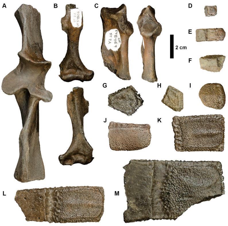 Divers in Florida discovered 500,000-year-old fossils of ancient horses, sloths, and armadillos in a sinkhole. The rare find offers insight into the Pleistocene era.