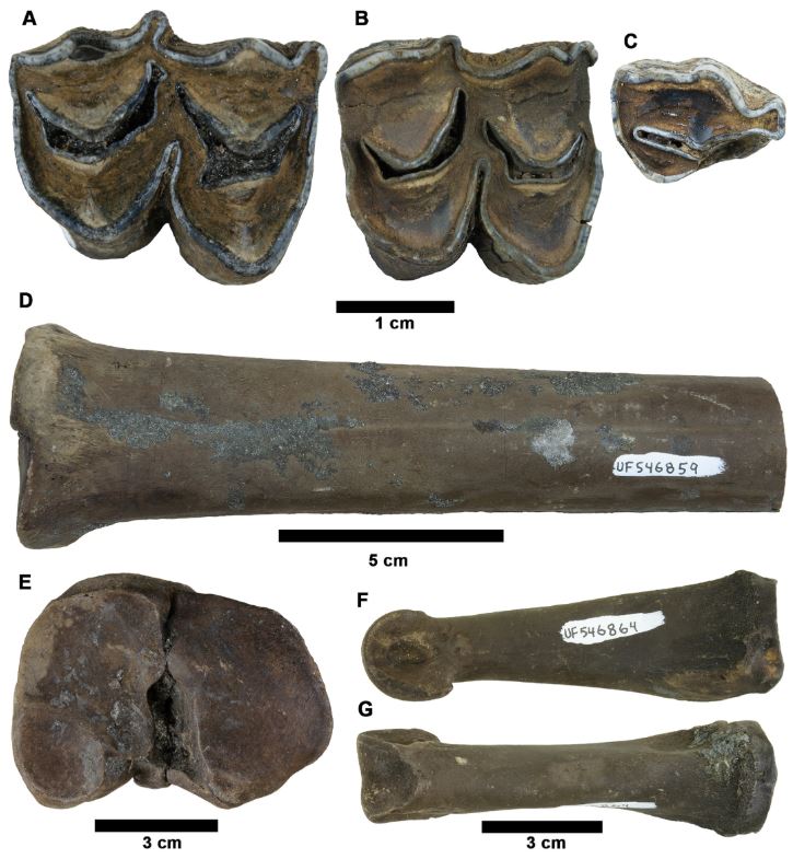 Divers in Florida discovered 500,000-year-old fossils of ancient horses, sloths, and armadillos in a sinkhole. The rare find offers insight into the Pleistocene era.