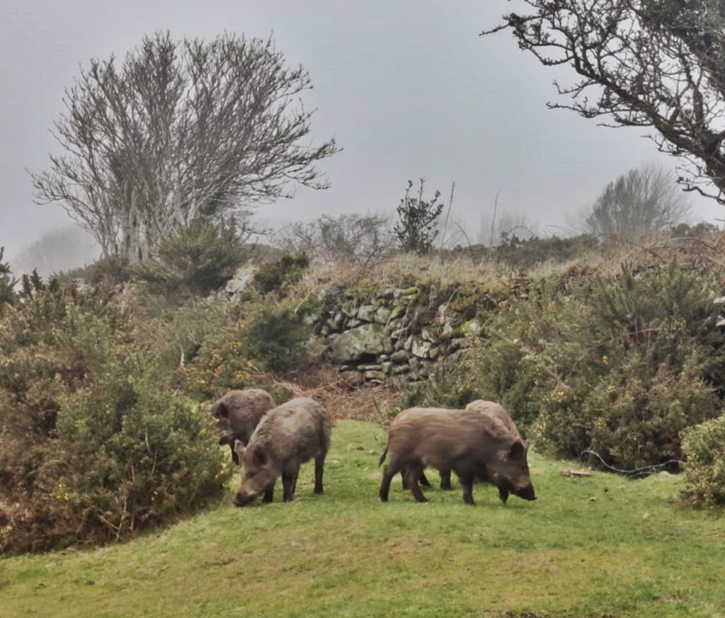 A dog walker was attacked by a wild boar in Dartmoor National Park. The 180lb animal charged his cocker spaniel, sparking fears over safety in the popular area.