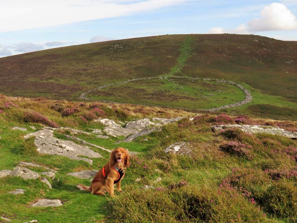 A dog walker was attacked by a wild boar in Dartmoor National Park. The 180lb animal charged his cocker spaniel, sparking fears over safety in the popular area.