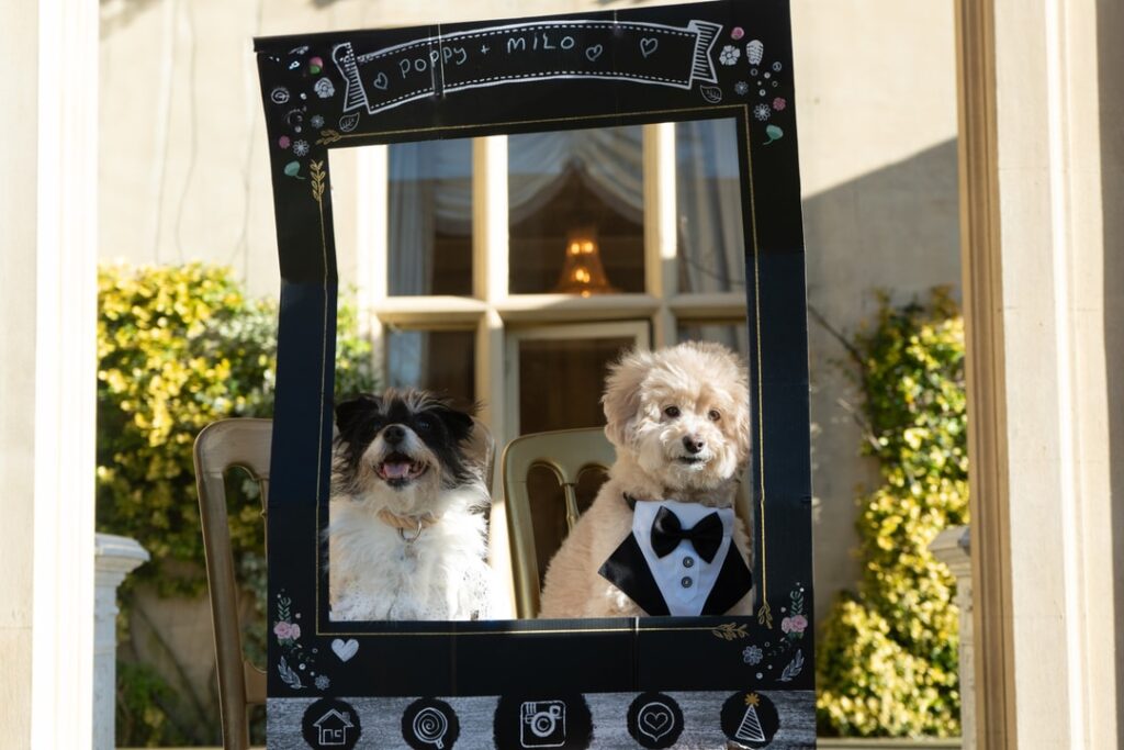 Two beloved dogs, Poppy and Milo, celebrate their love in a lavish wedding at a Somerset estate, complete with dog-friendly cocktails and a dreamy first dance.