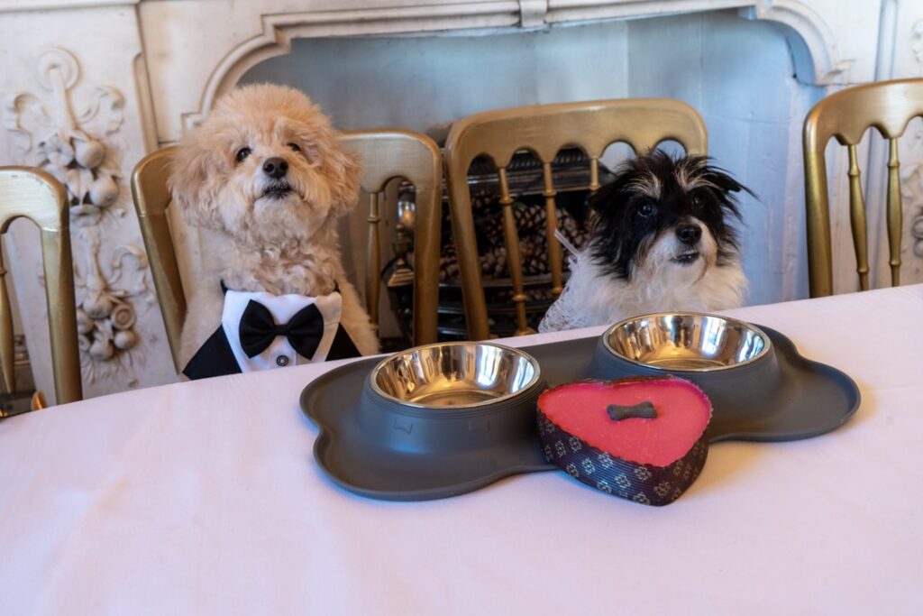 Two beloved dogs, Poppy and Milo, celebrate their love in a lavish wedding at a Somerset estate, complete with dog-friendly cocktails and a dreamy first dance.