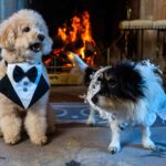 Two beloved dogs, Poppy and Milo, celebrate their love in a lavish wedding at a Somerset estate, complete with dog-friendly cocktails and a dreamy first dance.