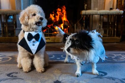 Two beloved dogs, Poppy and Milo, celebrate their love in a lavish wedding at a Somerset estate, complete with dog-friendly cocktails and a dreamy first dance.