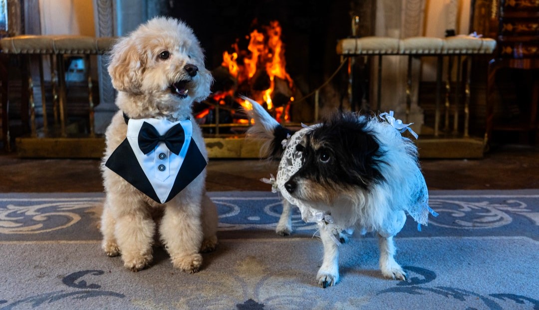 Two beloved dogs, Poppy and Milo, celebrate their love in a lavish wedding at a Somerset estate, complete with dog-friendly cocktails and a dreamy first dance.