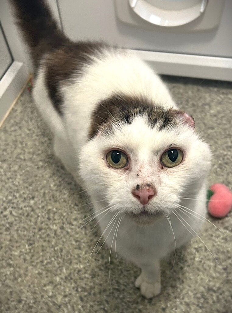 An elderly cat who lost his ears to severe sun damage is searching for a loving home after life-saving surgery, with carers praising his resilience and charm.