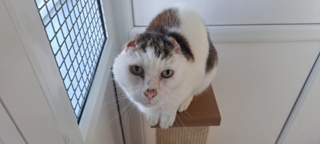 An elderly cat who lost his ears to severe sun damage is searching for a loving home after life-saving surgery, with carers praising his resilience and charm.