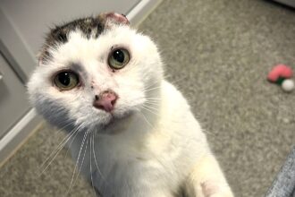 An elderly cat who lost his ears to severe sun damage is searching for a loving home after life-saving surgery, with carers praising his resilience and charm.