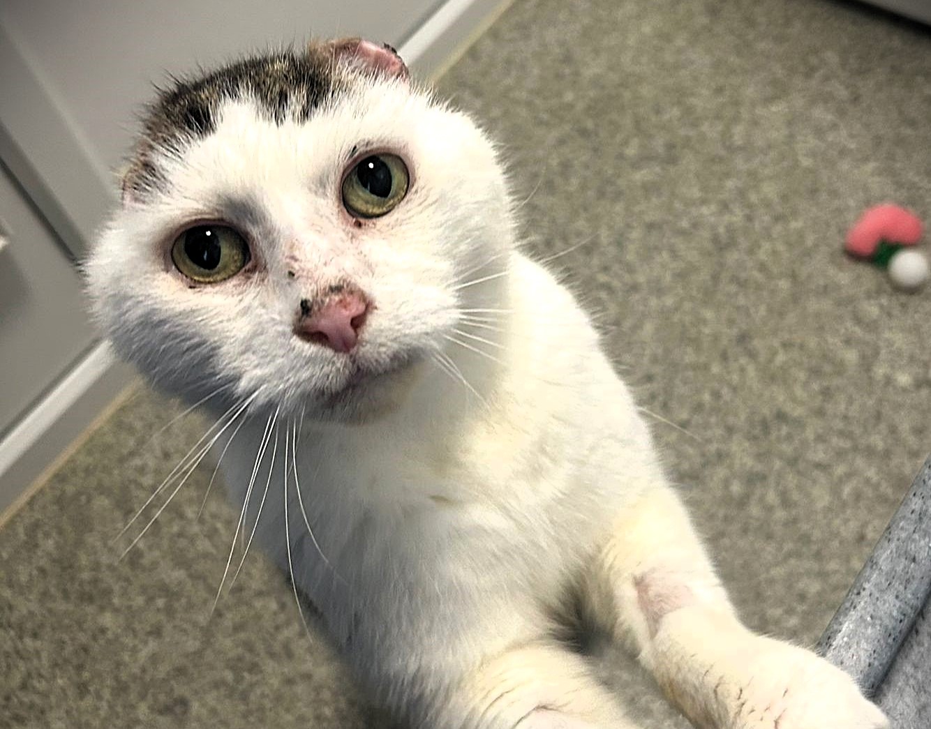 An elderly cat who lost his ears to severe sun damage is searching for a loving home after life-saving surgery, with carers praising his resilience and charm.