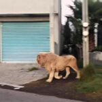 An escaped lion stuns locals as it prowls through a Mexican town before being safely recaptured by rescue workers from a nearby animal sanctuary.