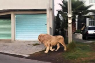 An escaped lion stuns locals as it prowls through a Mexican town before being safely recaptured by rescue workers from a nearby animal sanctuary.